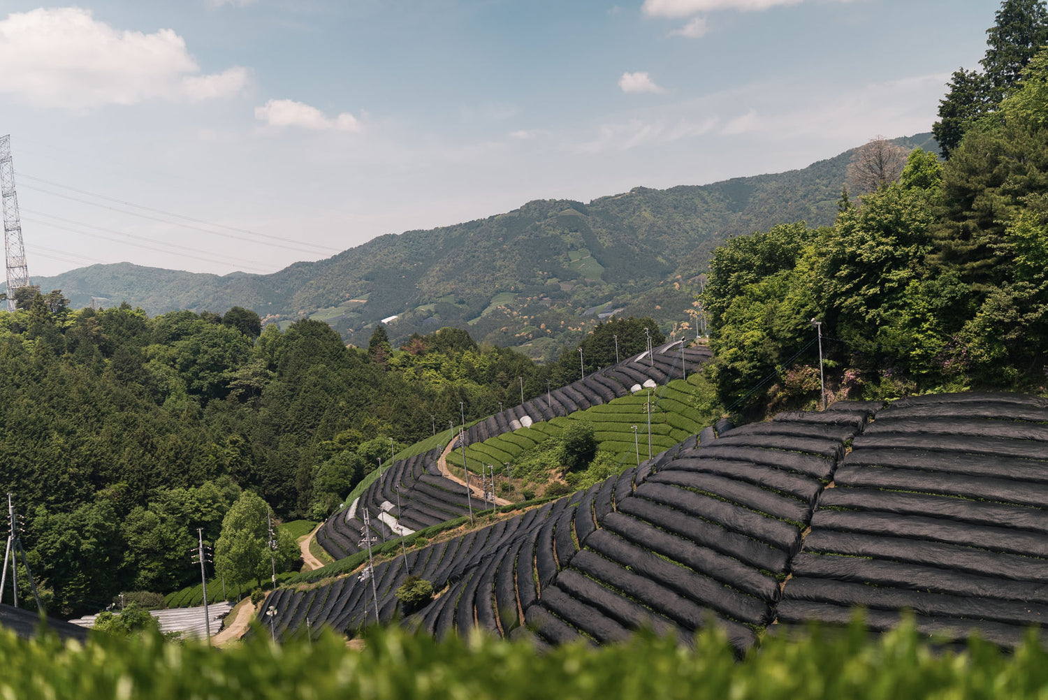 _DSC5676 (kopie).jpg